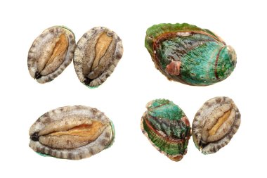 Abalones