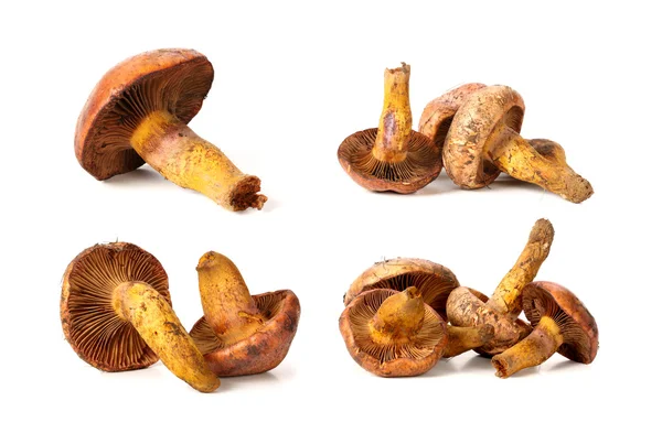 Edible mushroom — Stock Photo, Image