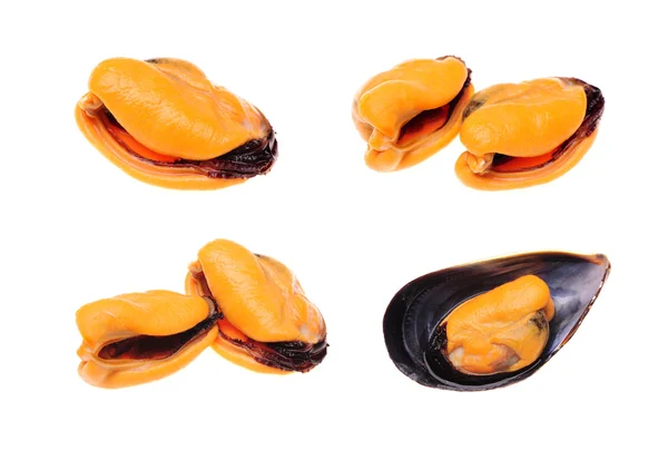 Cozze — Foto Stock