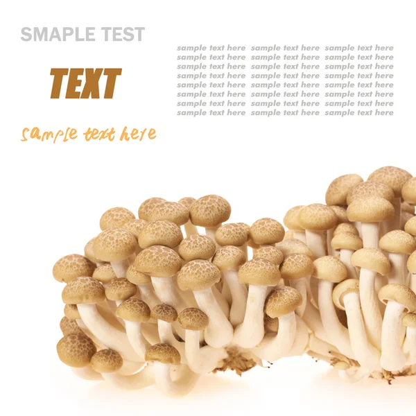 kahverengi kayın mantarı (hypsizygus marmoreus).