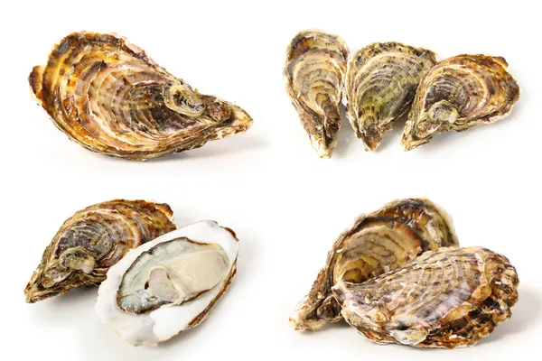 Oyster — стокове фото