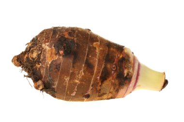 Beyaz arkaplanda Taro