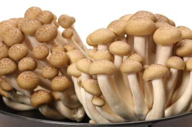 kahverengi kayın mantarı (hypsizygus marmoreus).