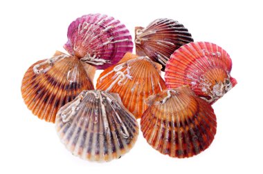 Canlı deniz tarağı