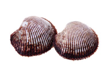 Scapharca subcrenata