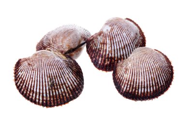 Scapharca subcrenata