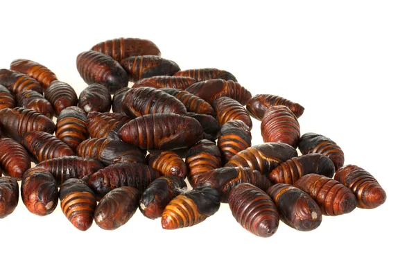 Chrysalis silkworm ,silk worm cocoon — Stock Photo, Image