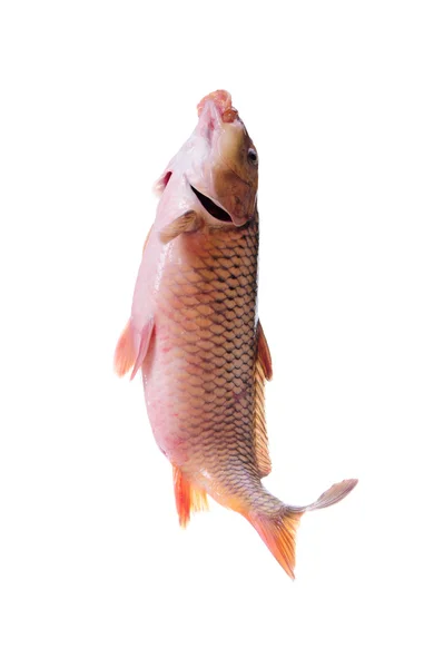 Карповые рыбы — стоковое фото