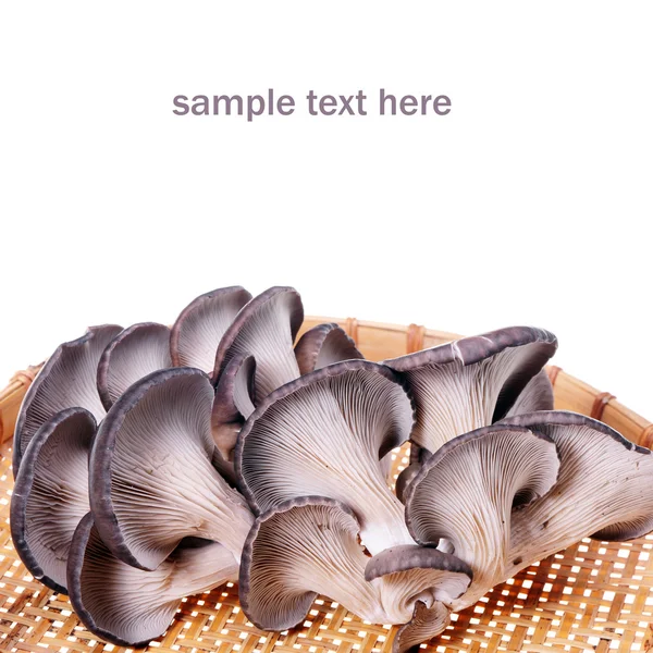 Cogumelo ostra — Fotografia de Stock