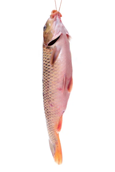 Karper vissen — Stockfoto