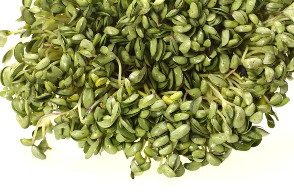 Black bean sprouts — Stock Photo, Image