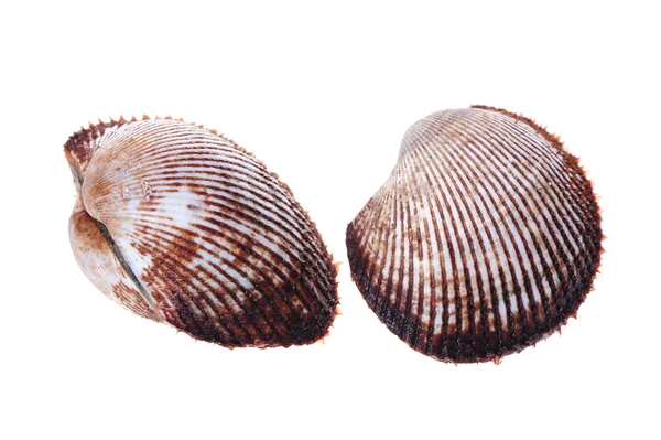 Scapharca subcrenata — Foto Stock