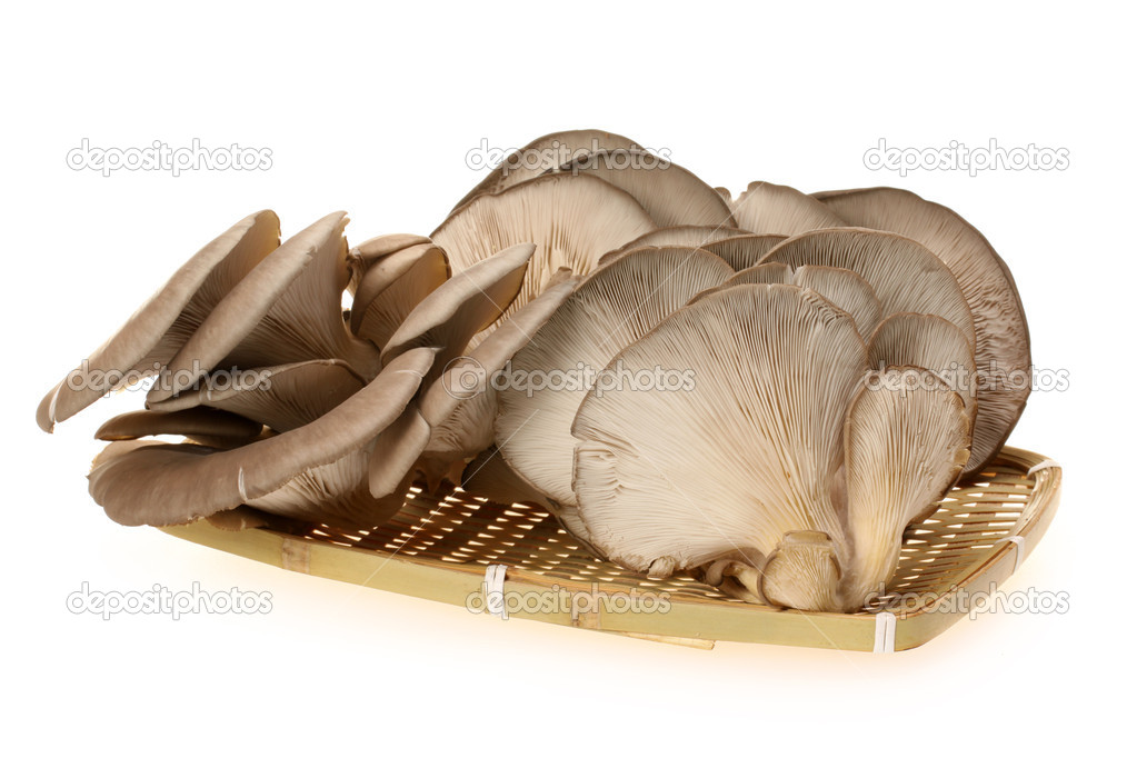 Oyster mushroom Stock Photo by ©jianghongyan 16975309