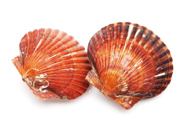 Canlı deniz tarağı