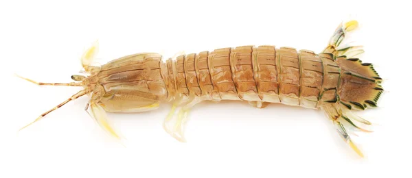 螳螂虾 — 图库照片