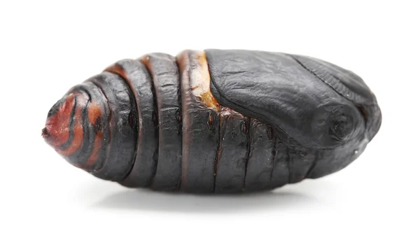 Krizalit ipek böceği, ipek böceği kozası — Stok fotoğraf