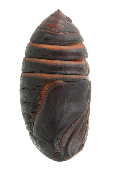 Хризаліс шовкопряд, шовковий черв'ячний кокон — стокове фото