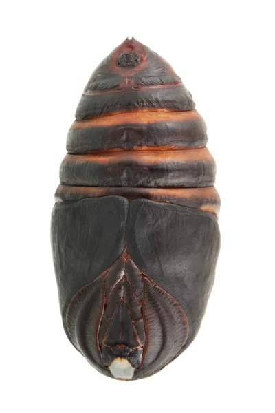 Chrysalis seidenraupe, seidenraupenkokon — Stockfoto