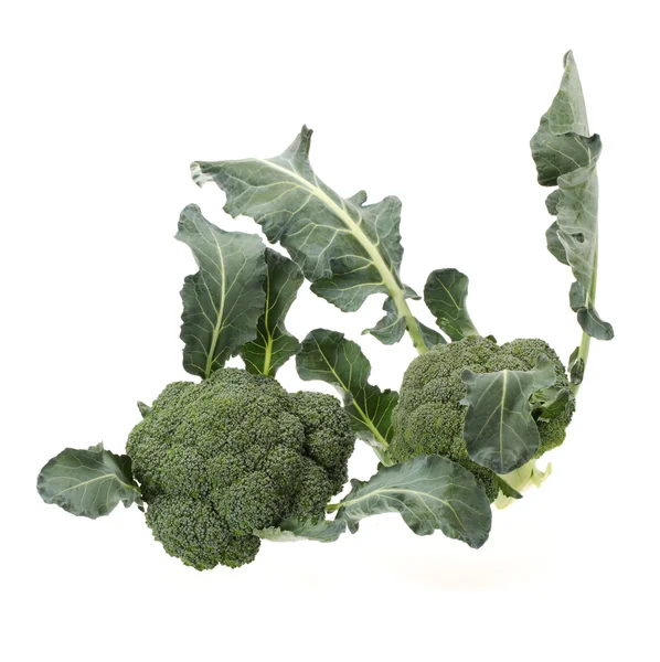 Broccoli — Stockfoto