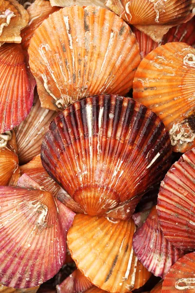 Canlı deniz tarağı