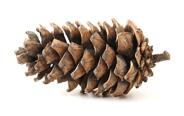 Pine cones — Stock Photo, Image