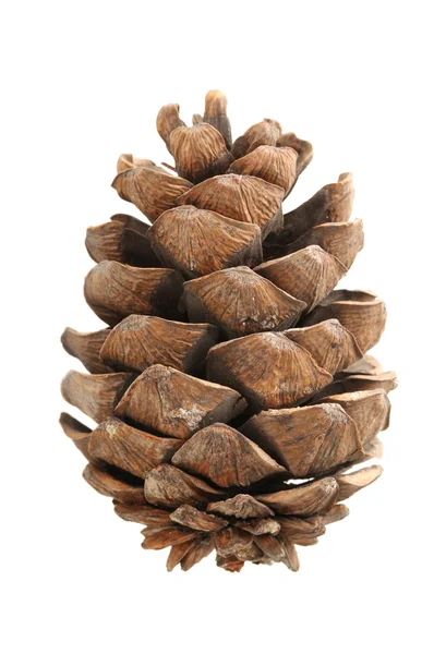 Cones de pinheiro — Fotografia de Stock