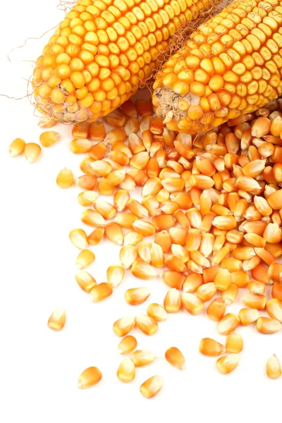 穀物のトウモロコシ — ストック写真