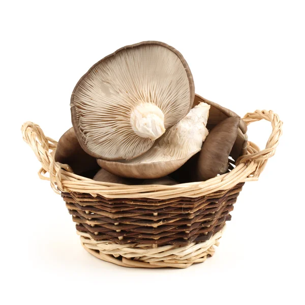 Oyster mushroom — Stock Photo, Image