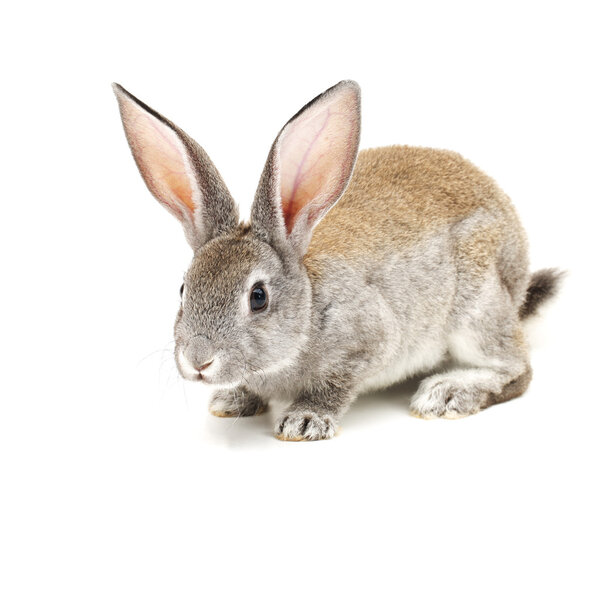 Серый кролик
