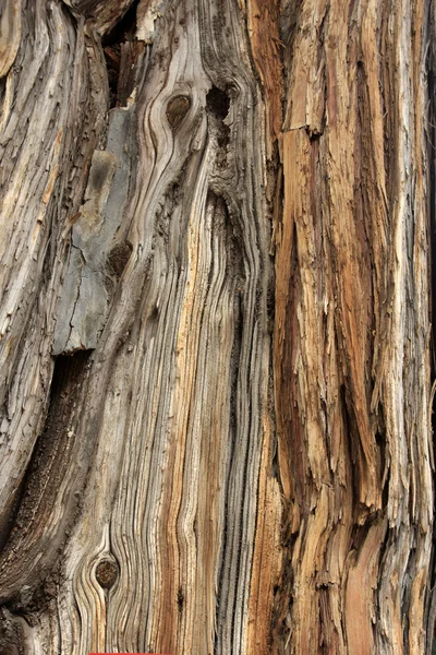 Tekstura kory drzewa tło — Zdjęcie stockowe