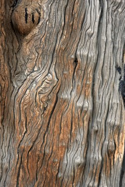 ağaç kabuğu dokusu arkaplanı