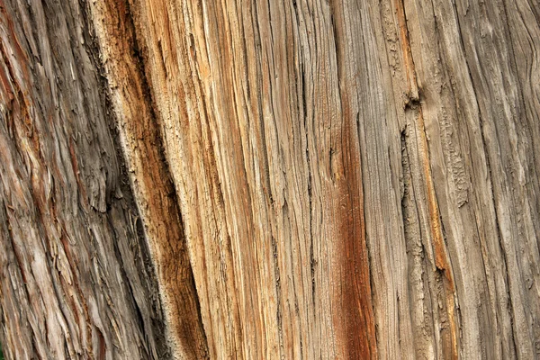 Träd bark konsistens bakgrund — Stockfoto