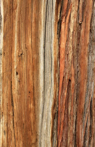 Tree bark texture background — Stock Photo, Image