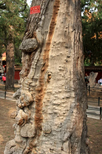 Im Kaiserpalast in Peking Baum und Gebäude — Stockfoto