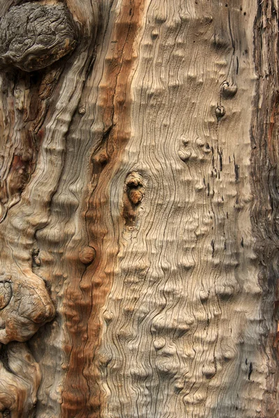 Tree bark texture background — Stock Photo, Image