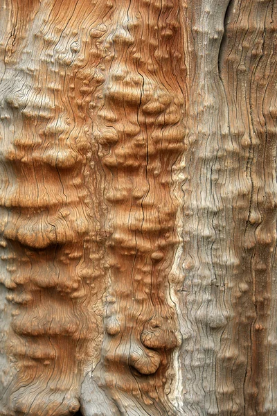 Tree bark texture background — Stock Photo, Image