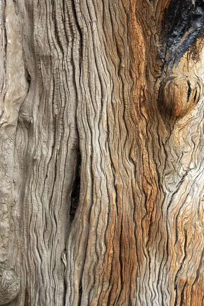 Träd bark konsistens bakgrund — Stockfoto