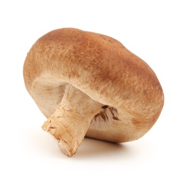shiitake mantar beyaz zemin üzerine