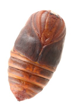 Chrysalis ipekböceği, beyaz zemin üzerine ipek solucan koza