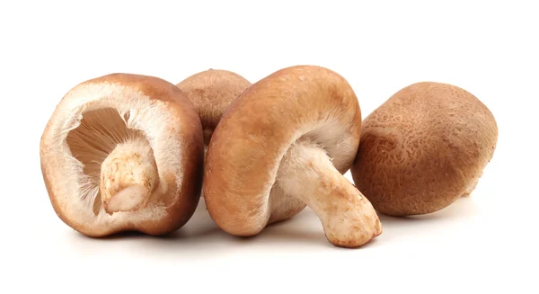 Shiitake svamp på den vita bakgrunden — Stockfoto