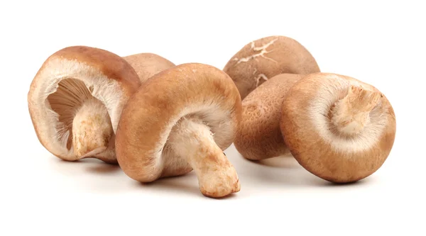 Shiitake-Pilz auf weißem Hintergrund — Stockfoto