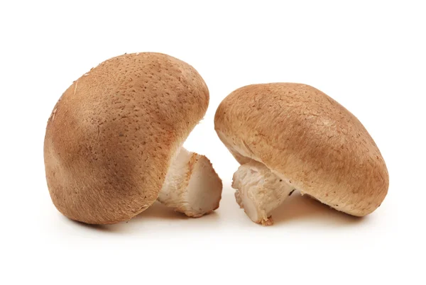 Shiitake mushroom on the White background — Stock Photo, Image
