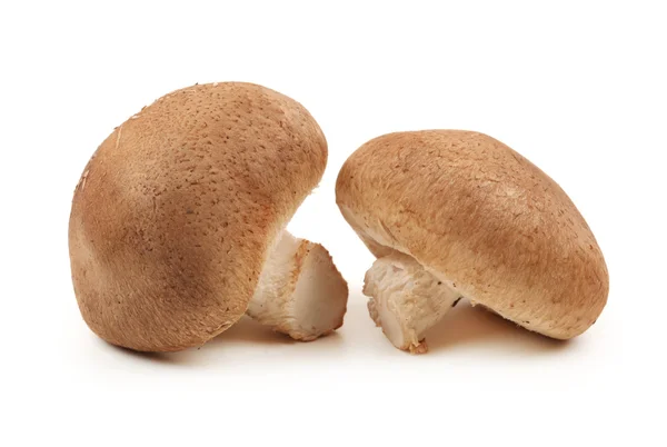 Shiitake svamp på den vita bakgrunden — Stockfoto