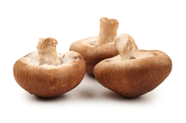 Shiitake svamp på den vita bakgrunden — Stockfoto