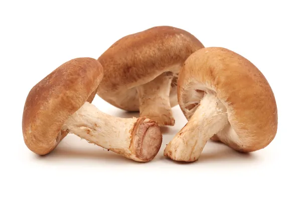 Seta Shiitake sobre el fondo blanco — Foto de Stock