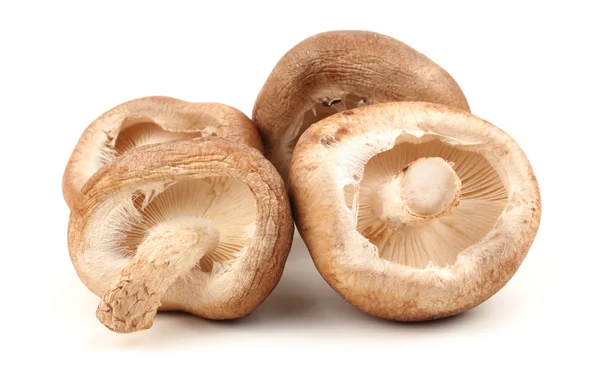 Shiitake svamp på den vita bakgrunden — Stockfoto