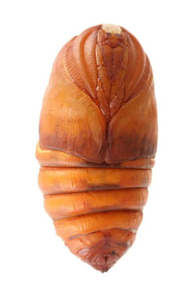 Chrysalis silkworm ,silk worm cocoon on white background — Stock Photo, Image