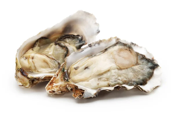 白色背景新鲜开放的牡蛎 — 图库照片