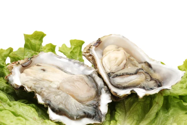 Fresh opened oyster on white background — Stock Photo, Image