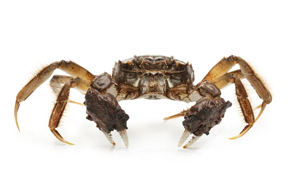 Crabe sur fond blanc — Photo